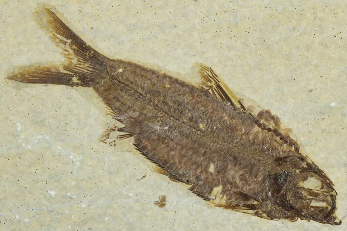 Detailed Fossil Fish (Knightia) - Wyoming #320389